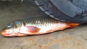 له کردن وسایل کیوت زیر چرخ ماشین :: تفریحی سرگرمی :: له کردن وسایل کیوت