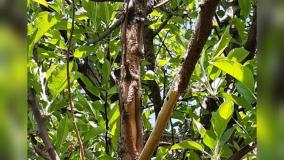 راهکار مقابله با قارچ درخت