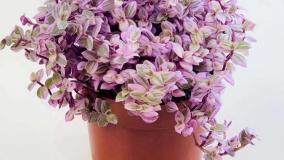 سفارش گل برگ بیدی خاص