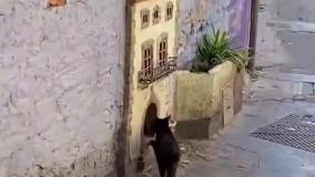 خانه ی گربه ها در اسپانیا