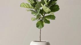 سفارش فیکوس گیاهی شیک و مقاوم