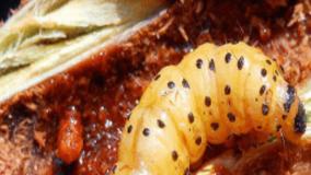 راهکار مقابله با کرم خراط