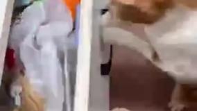 فکر نمیکردم گربه ها اینقدر لجباز و حرص درآر باشن😂