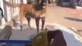 دور کننده حیوانات قیمت ۴۰۰هزار