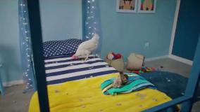 دانلود سریال فوفو قسمت ۸