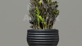 سفارش زاموفیلیا مقاوم و زیبا