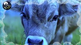 داستان کلیله و دمنه صوتی برای کودکان