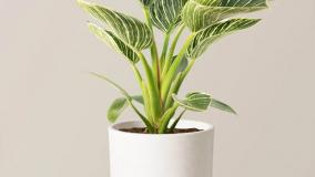 سفارش فیلودندرون مقاوم و زیبا