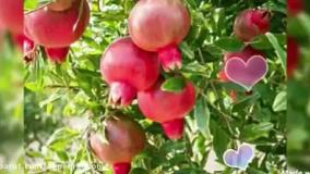 کلاس اول _فارسی اول_با هم بخوانیم(شعر انار)