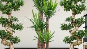 سفارش یوکا آپارتمانی