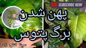 راز پهن شدن برگ پتوس و رشد شگفت‌انگیز آن
