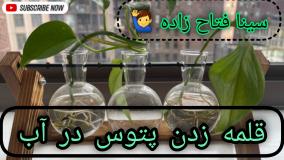 قلمه زدن پتوس در آب؛ از انتخاب ساقه تا انتقال به خاک