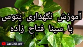 ترفندهای نگهداری پتوس در خانه