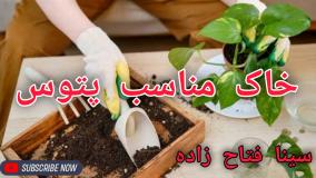 خاک مناسب پتوس چیست و چطور آن را تهیه کنیم؟
