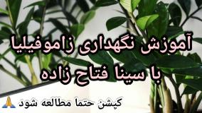 رازهای طلائی نگهداری گل زاموفیلیا