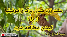 علت زرد شدن زاموفیلیا از بالا | سینا فتاح زاده