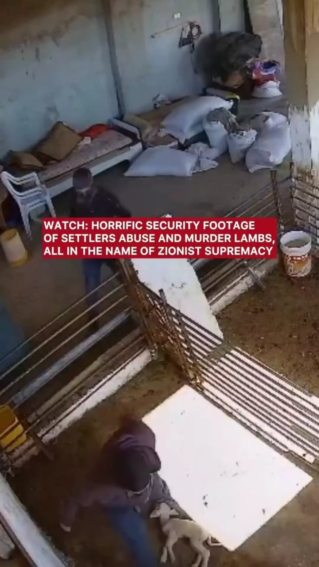 شهرک‌نشینان صهیونیست به خانه فلسطینیان حمله می‌کنند و دام‌های آنها را به طرز وحشتناکی می‌کشند