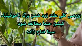 علت زرد شدن زاموفیلیا | سینا فتاح زاده