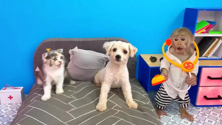 کارتون میمون کوچولو بازیگوش | جدیدترین ماجرای طنز و آموزشی