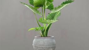 سفارش گل بابا آدم