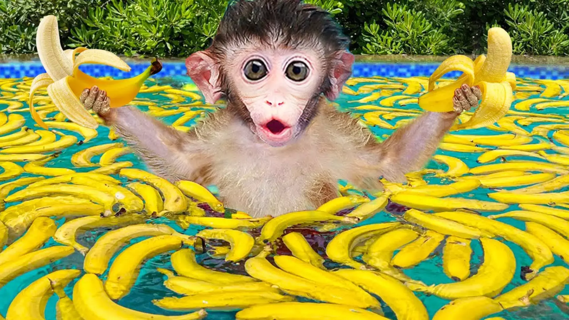 کارتون میمون کوچولو جدید | هیجان‌انگیزترین داستان‌ها