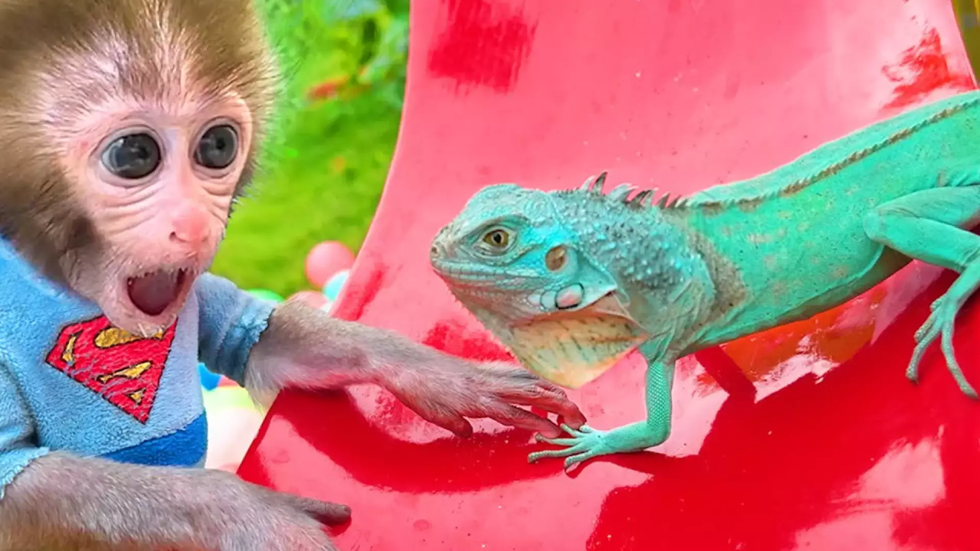 برنامه کودک میمون کوچولو | جدیدترین اکتشاف در جنگل ناشناخته