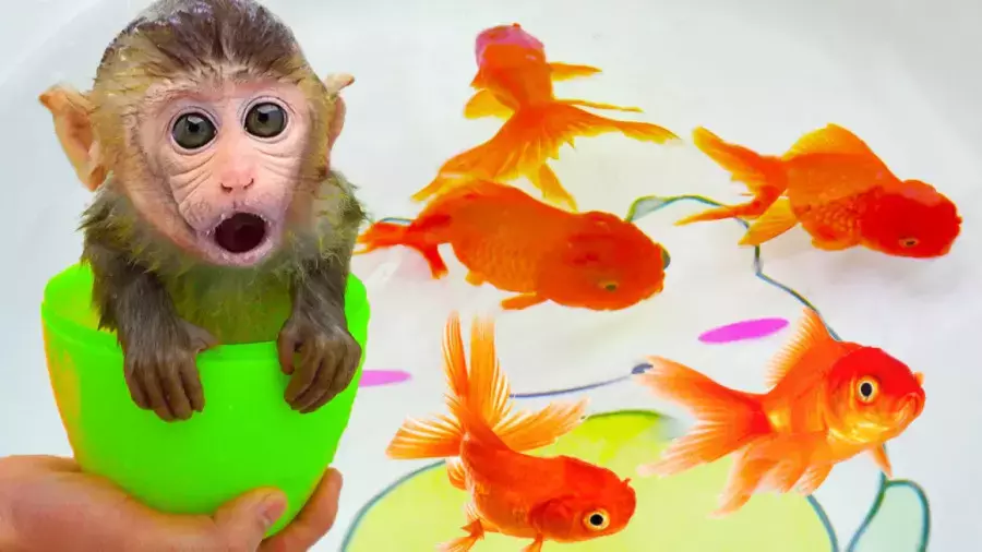 انیمیشن آموزشی میمون بازیگوش جدید | برداشت آناناس