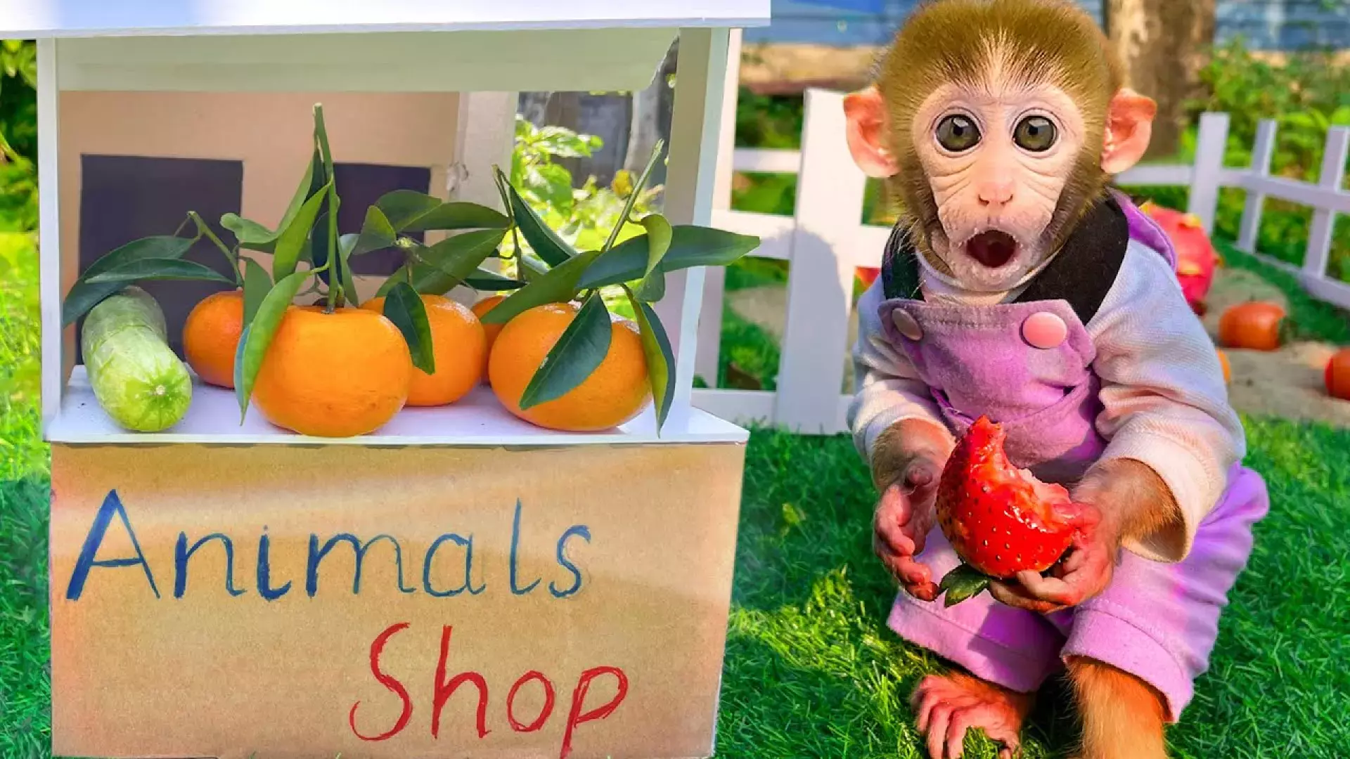 برنامه کودک بچه میمون بازیگوش | بچه میمون و برداشت محصول از مزرعه