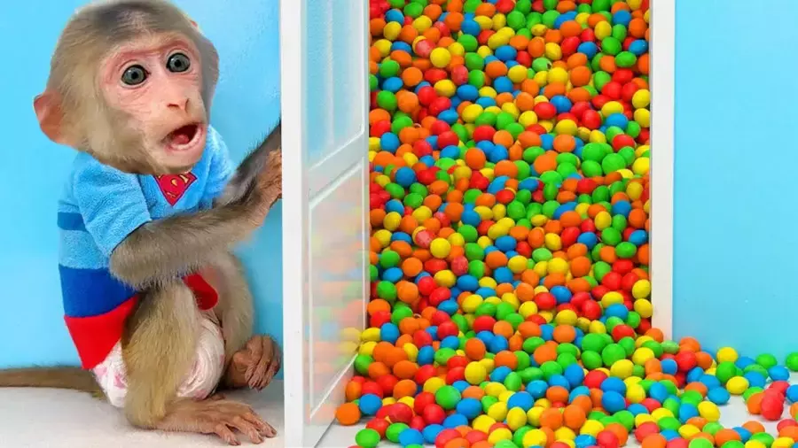 انیمیشن آموزشی میمون بازیگوش | چالش بادکنک رنگی