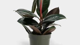 سفارش گل فیکوس الاستیکا