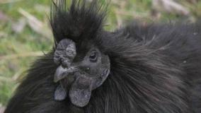 عجایب دنیا ۵۶۴