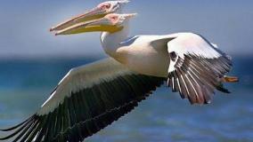 عجایب دنیا ۶۵۳