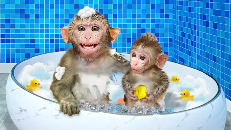 ماجراهای بچه میمون - میمون بازیگوش - کارتون بچه میمون - میمون و جوجه اردک