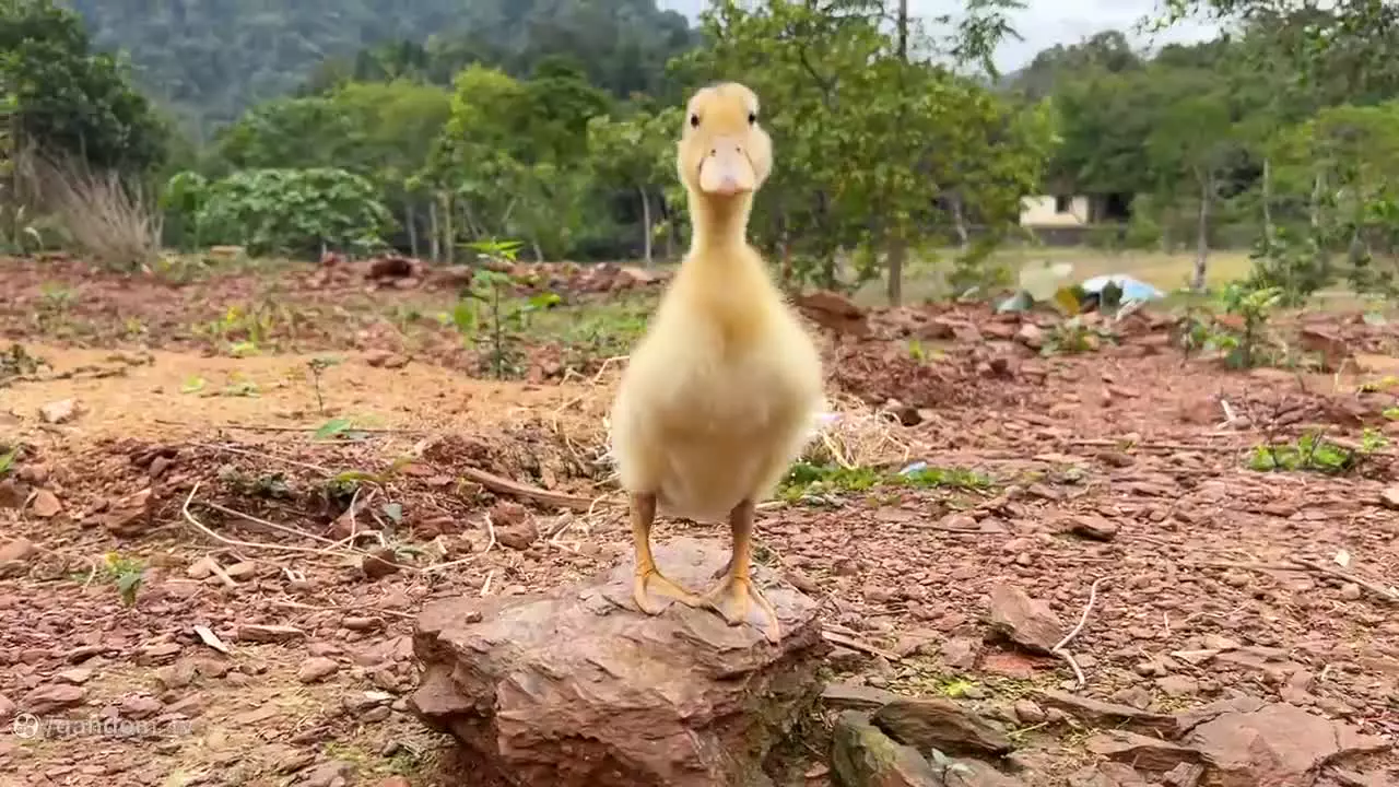 برنامه کودک بچه میمون ، بازی میمون کوچولو ، میمون کوچولو بازیگوش جوجه اردک