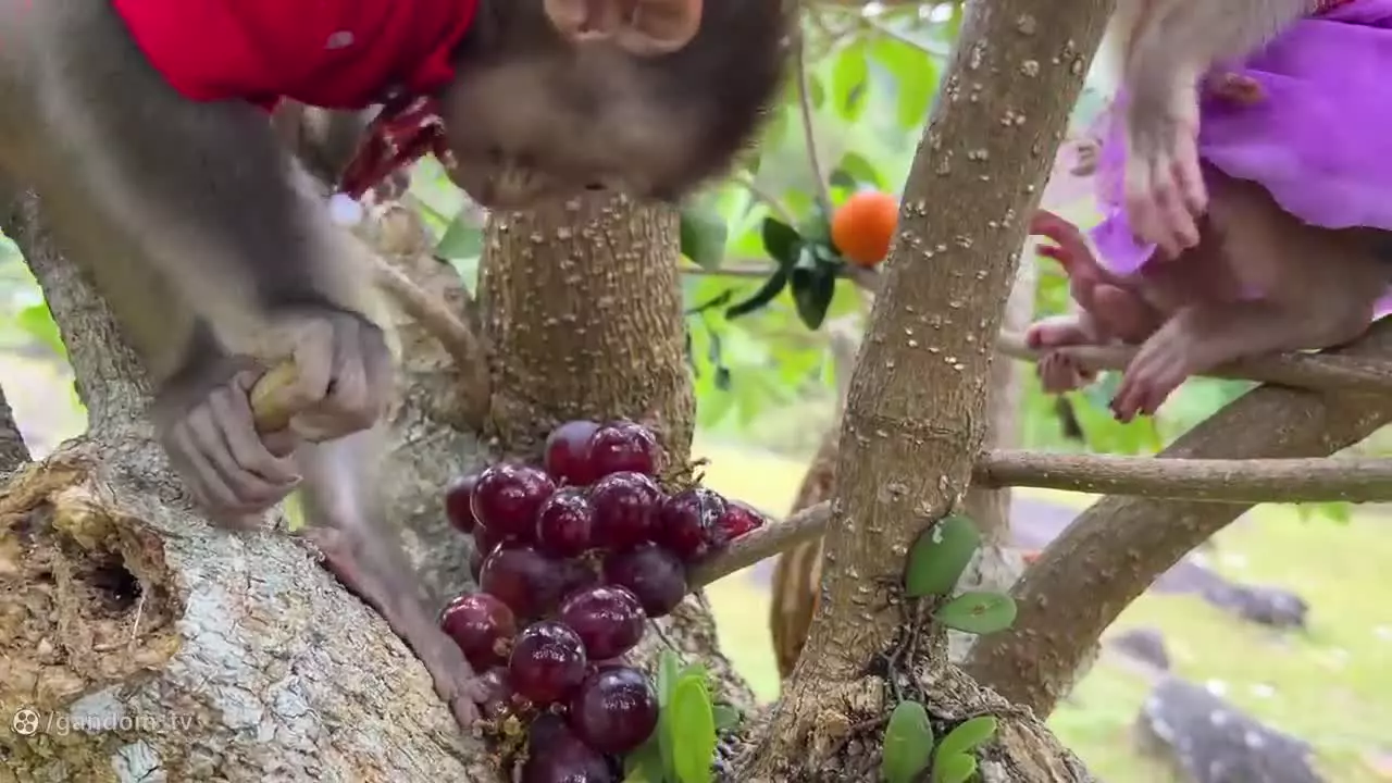 کارتون میمون: بچه میمون در مزرعه: میمون بازیگوش: میمون خنده دار: میمون بازیگوش