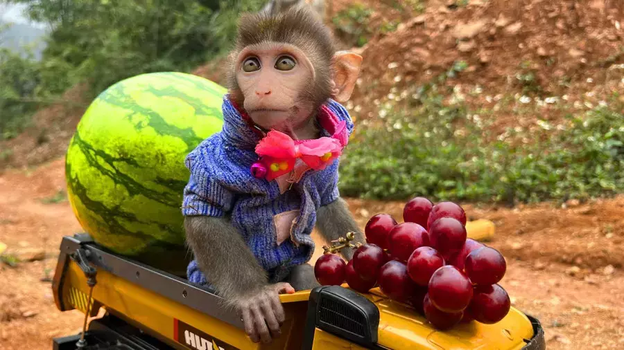 میمون بازیگوش : بازی و سرگرمی و جوجه های کیوت : برنامه کودک بچه میمون کوچولو