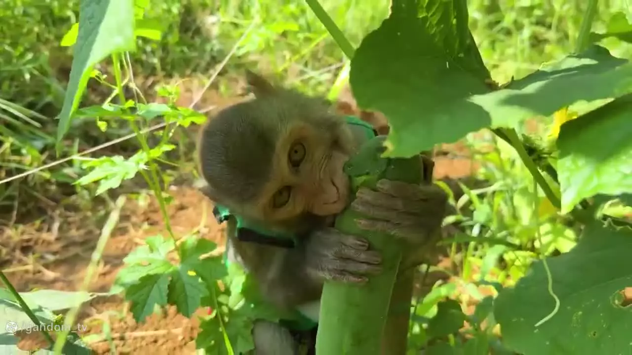 کارتون میمون : بچه میمون : میمون بازیگوش : میمون خنده دار : میمون بازیگوش