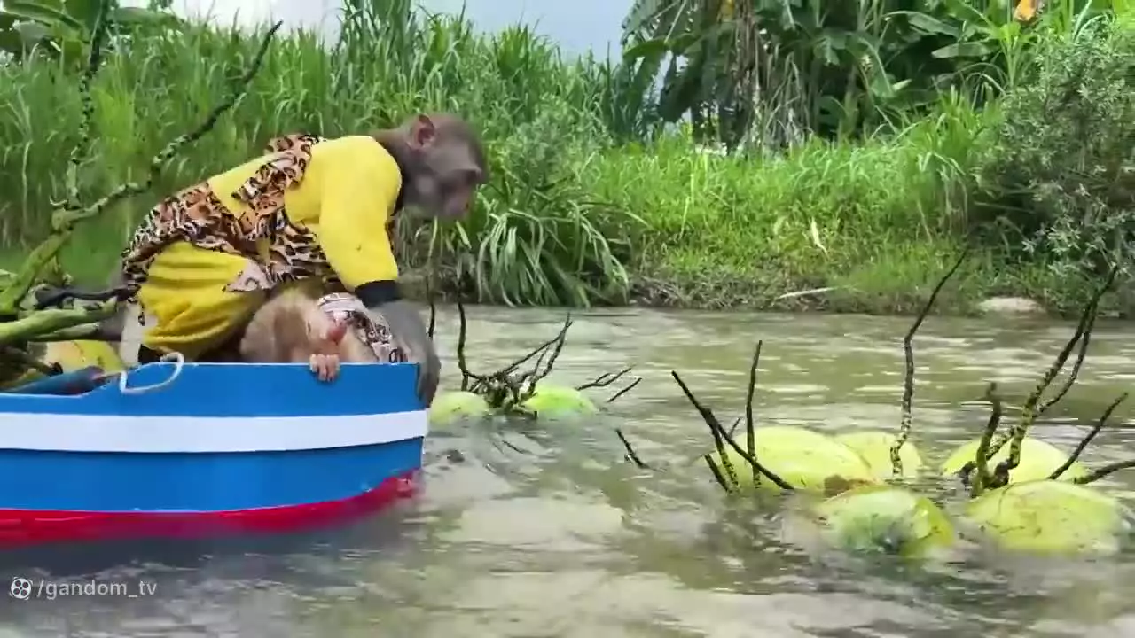 ماجراهای بچه میمون - میمون بازیگوش - کارتون بچه میمون - میمون و جوجه اردک