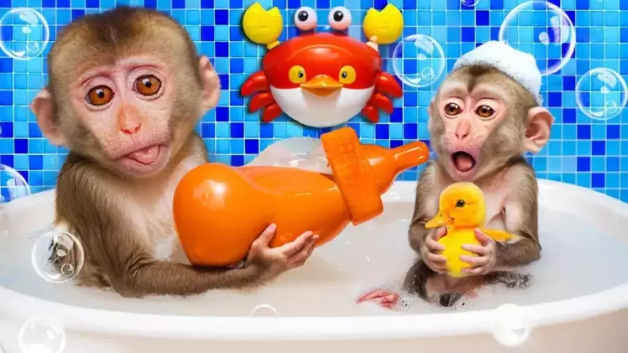 بچه میمون بازیگوش -بازی سرگرمی - طنز میمون خنده دار ، میمون شیطون بلا