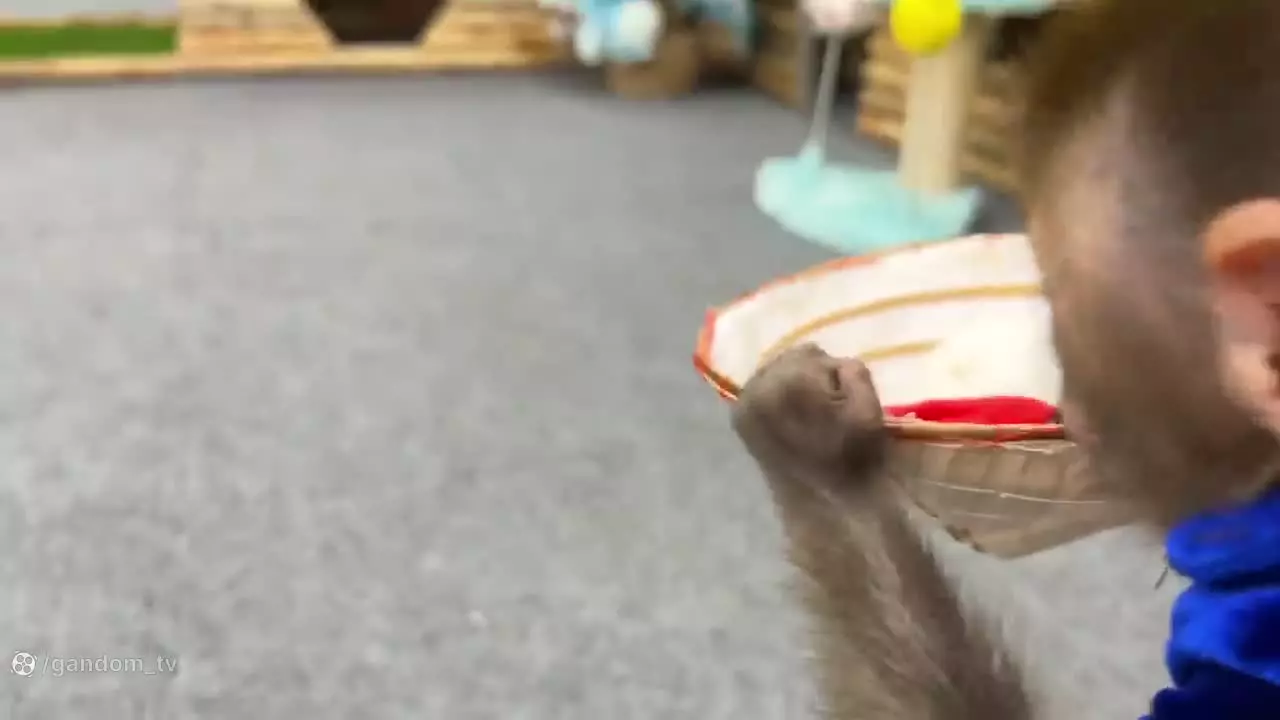 میمون بازیگوش : بازی و سرگرمی و جوجه های کیوت : برنامه کودک بچه میمون کوچولو