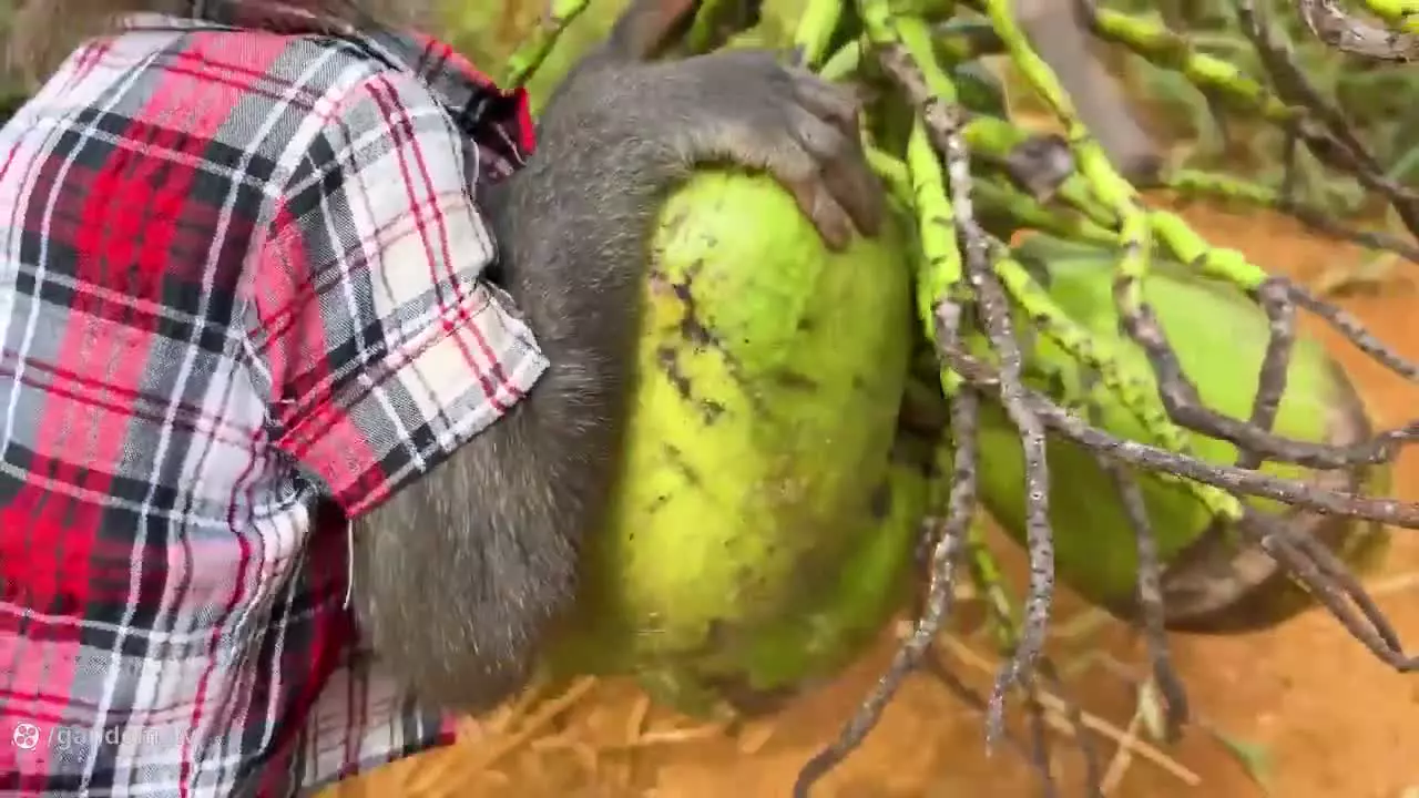 کارتون میمون: بچه میمون در مزرعه: میمون بازیگوش: میمون خنده دار: میمون بازیگوش