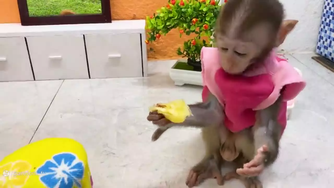 برنامه کودک بچه میمون ، بازی میمون کوچولو ، میمون کوچولو بازیگوش جوجه اردک