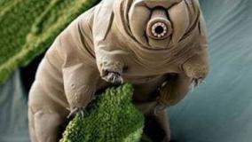 عجایب دنیا ۶۴۳۳