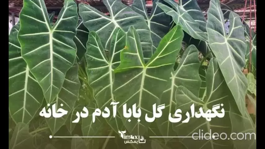 نگهداری گل بابا آدم در خانه