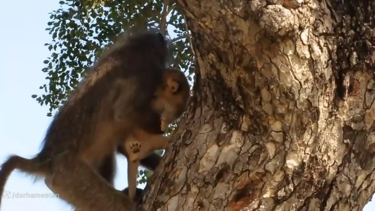 مستند حیات وحش / حیوانات جدید / رازبقا آپارات / نبرد حماسی میمون با شیر