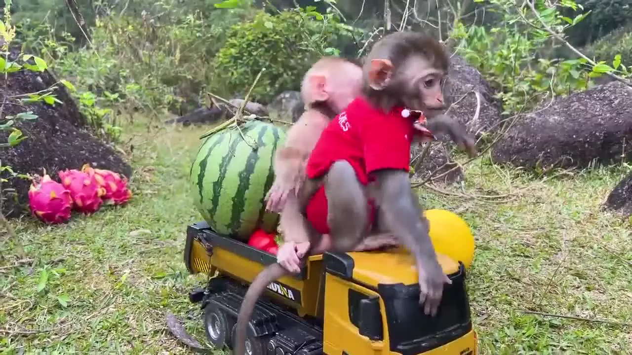 برنامه کودک بچه میمون ، بازی میمون کوچولو ، میمون کوچولو بازیگوش جوجه اردک