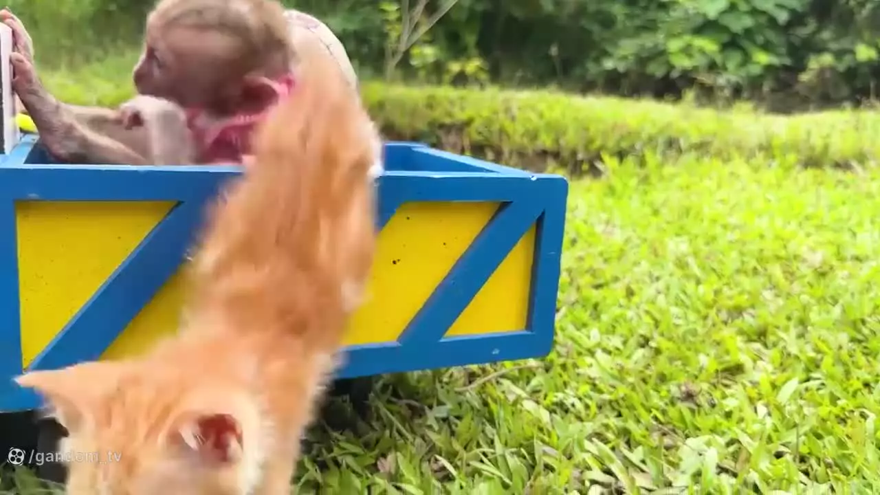 کارتون میمون: بچه میمون در مزرعه: میمون بازیگوش: میمون خنده دار: میمون بازیگوش