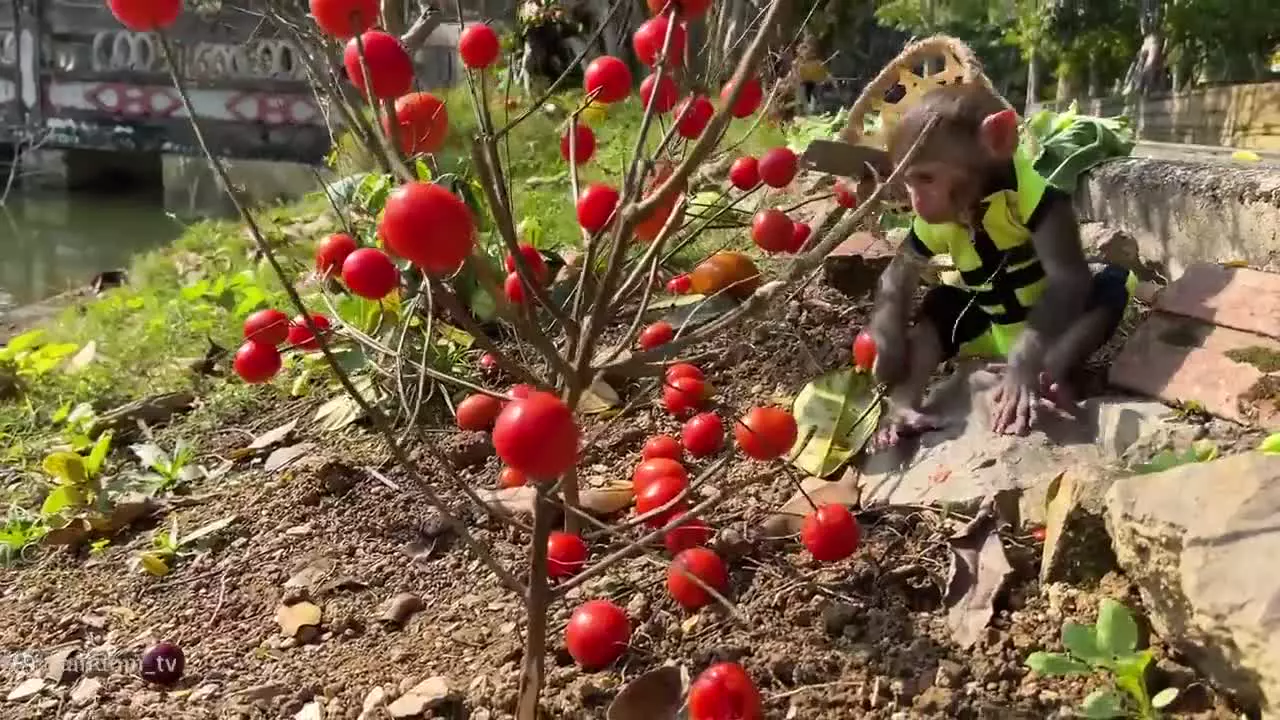 برنامه کودک بچه میمون ، بازی میمون کوچولو ، میمون کوچولو بازیگوش جوجه اردک