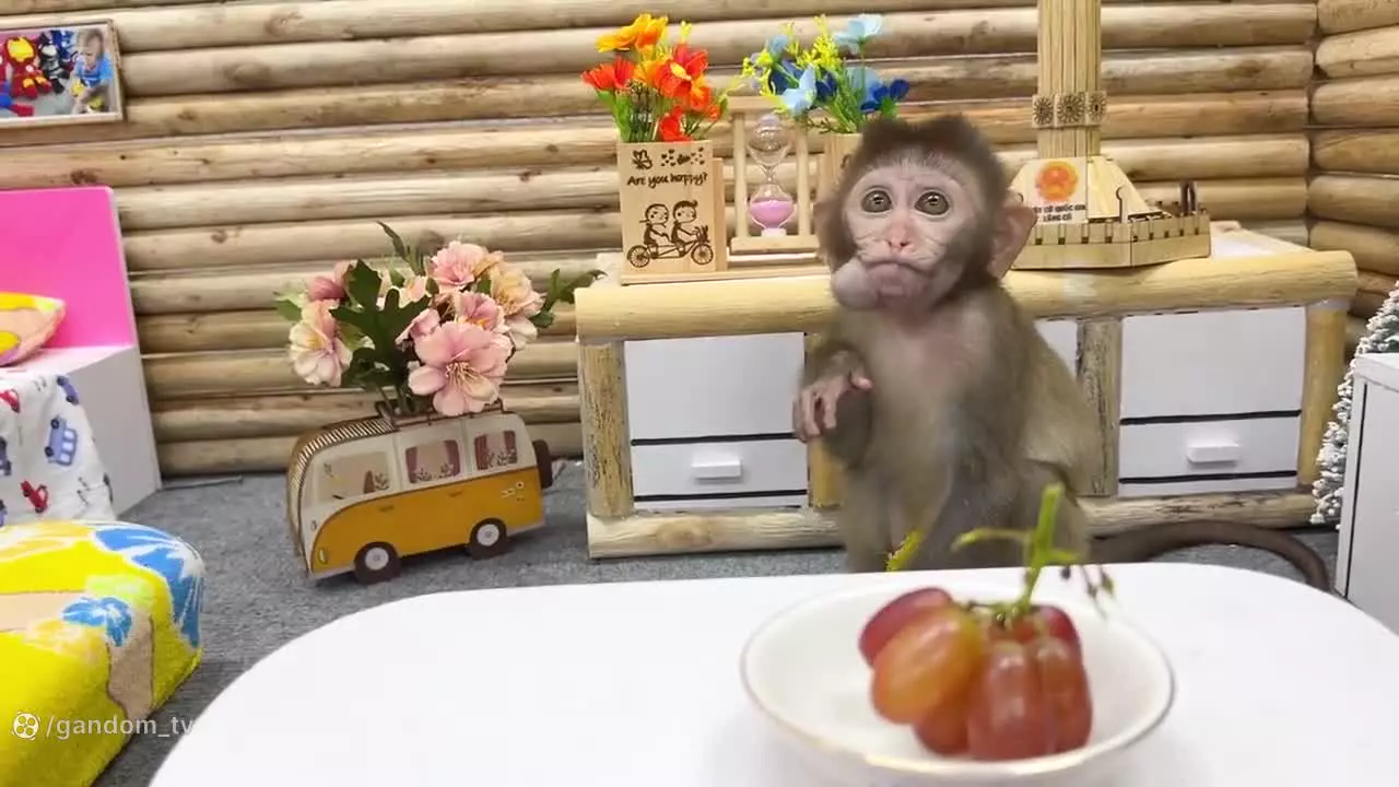 برنامه کودک بچه میمون ، بازی میمون کوچولو ، میمون کوچولو بازیگوش جوجه اردک