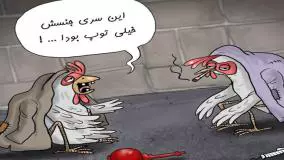   عاقبت مرغ‌های تریاکی از زبان رئیس دامپزشکی